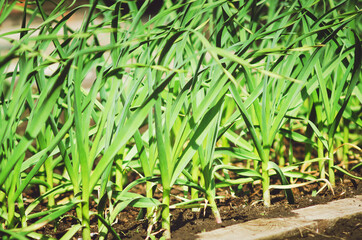 Green garlic grows in the garden. Close-up.