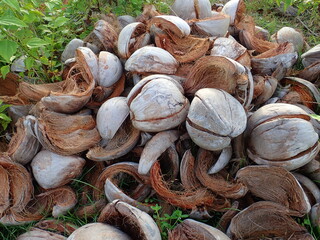 The coconut shell at coconut farm in Malaysia