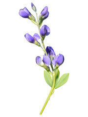 Blue wild indigo inflorescence, mesh illustration, vector
