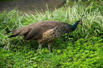 peacocks foraging. Beautiful peacocks adorn the garden of the yard