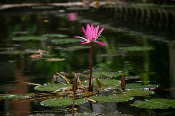 Nelumbo nucifera Gaertn, This beautiful lotus flower or lotus flower and many of these benefits is an annual aquatic plant species of the genus Nelumbo and originates from India.