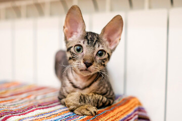 A Cornish Rex kitten warms near the battery. The cat lies on a towel © Elena Loginova