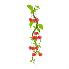 Vector illustration of a cherry branch with berries and leaves on a white background.