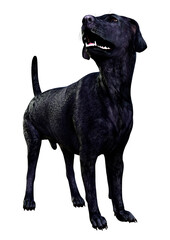 3D Rendering Labrador Dog on White