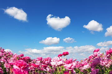 Fototapeta premium Cumulus clouds fly in the sky