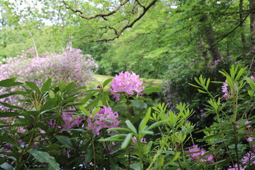 Fototapeta premium Rhododendron decorum is a species of flowering plant in the heath family Ericaceae. Rhododendron flowers close-up