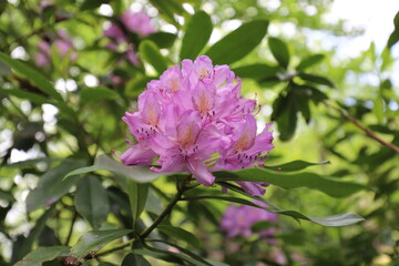 Obraz premium Rhododendron decorum is a species of flowering plant in the heath family Ericaceae. Rhododendron flowers close-up