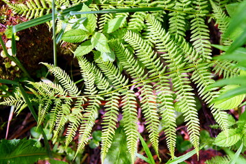 fern leaves in the forest close up