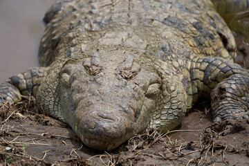 Nile crocodile Crocodylus niloticus large crocodilian at river Serengeti
