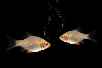 small barb fish isolated on balck background