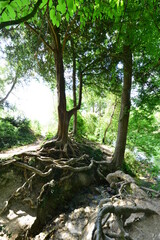 Fototapeta na wymiar Tree roots at a pond in Surrey.