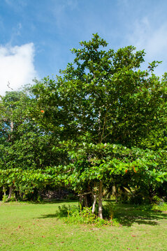 Green tropical tree : Bullet Tree (Bucida buceras), Seychelles