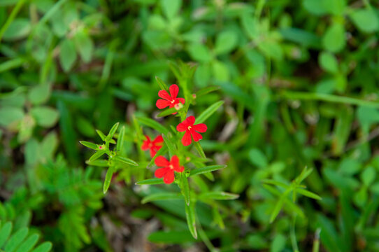 Beautiful red tropical single flower of Witchweed (Striga asiatica) in a green lush field, Seychelles