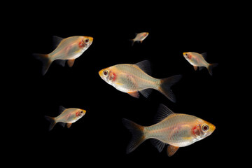 Obraz premium small barb fish isolated on balck background