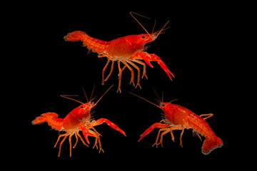 Aquarium Lobster shrimp isolated on black Background