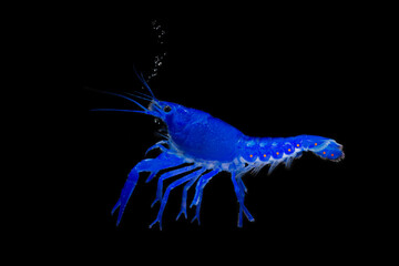 Aquarium Lobster shrimp isolated on black Background