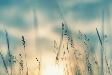Gardinen Wildes Gras im Wald bei Sonnenuntergang. Makrobild, geringe Schärfentiefe. Abstrakter Sommernaturhintergrund. Vintage-Filter © smallredgirl