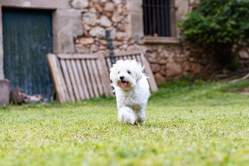 Maltese dog on a spring day