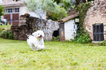 Maltese dog on a spring day