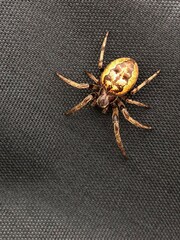 Close up of Spotted Orbweaver spider