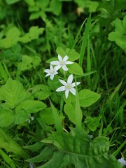 white flowers on green background