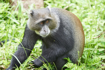 Blue monkey diademed monkey Cercopithecus mitis Portrait Species of Old World monke
