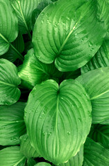 Fototapeta na wymiar Tropical green leaves background nature summer rain drop forest plant