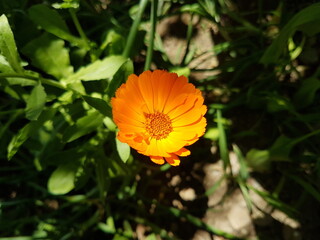 Cosmos sulphureus