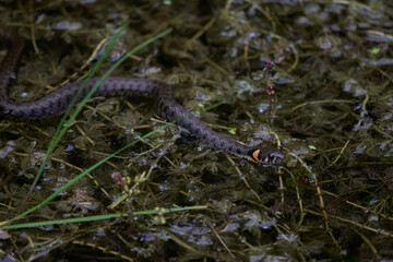Gras Snake in Lake Natrix Natrix Portrait