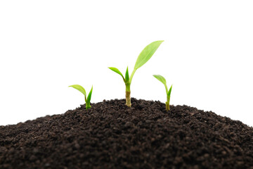 Group of green young plant sprout growing out from the soil