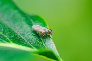 Exotic Drosophila Fly Diptera Parasite Insect on Green Leaf Macro