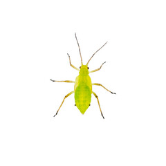 Green Fly or Aphid Parasite Insect Isolated on White Background