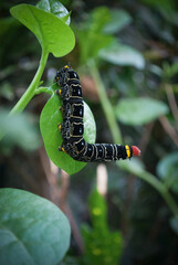 caterpillar on green leaf