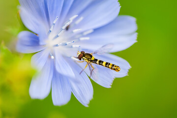 Exotic Colorful Fly Drosophila Diptera Hoverfly Insect Pollinating Chicory Flower Macro