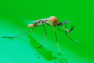 Dangerous Dengue Infected Mosquito on Green Water Surface. Leishmaniasis, Encephalitis, Yellow Fever, Dengue, Malaria Disease, Mayaro, EEEV or Zika Virus Infectious Culex Parasite Insect Macro.