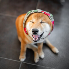 Shiba Inu cute smiling dog playing and having fun