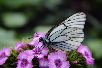 butterfly on flower