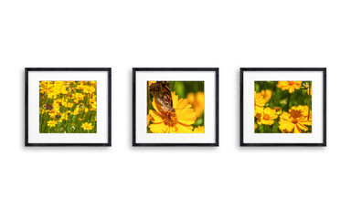 Three frames set with yellow flowers pictures, black wooden frameworks isolated on white wall