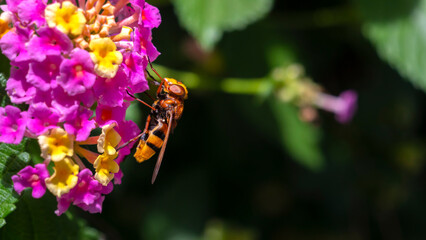 apis bee pollinating purple and yellow flowers