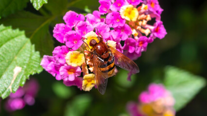 apis bee on purple and yellow flowers