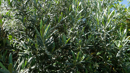 leaves of an olive tree