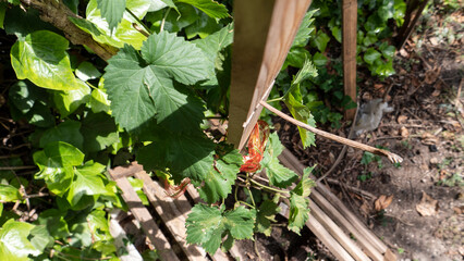 Leaves of a YOUNG NORTHDOWN Hops Sprout
