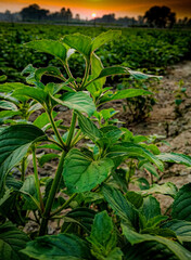 green tea plantation