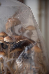 home made magic mushrooms