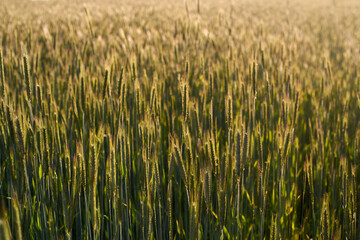 Green ripening wheat field in the summer.