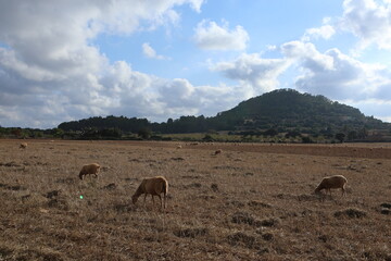 grazing herd of sheep eating on red and yellow dry grass and soil field near a cattle farm with a hill, blue sky and white clouds background on the colorful balearic island of Mallorca, Spain