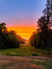 sunset in the park