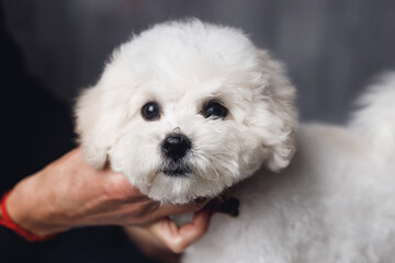 A little white Bichon Frize look in camera