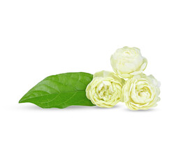  Arabian Jasmine, fragrant Flower on white background.