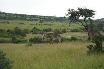 Fototapeta na wymiar Giraffe Africa Giraffa Safari Big Five Africa